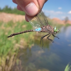 Anax parthenope