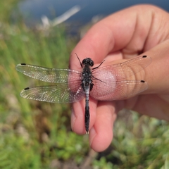 Leucorrhinia albifrons
