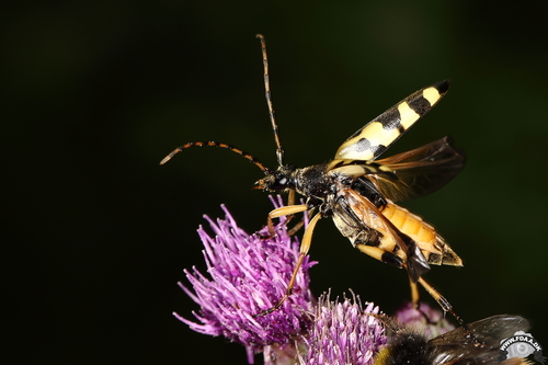 Gefleckter Schmalbock