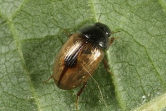 Cercyon unipunctatus