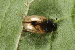 Cercyon unipunctatus