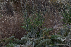 Verbascum undulatum