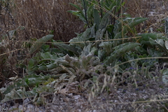 Verbascum undulatum