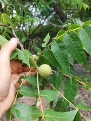 Juglans mollis