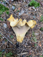 Cantharellus camphoratus
