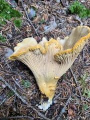 Cantharellus camphoratus