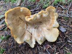 Cantharellus camphoratus