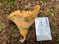 Cantharellus camphoratus