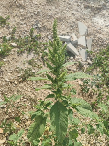 láskavec ohnutý (Amaranthus retroflexus)