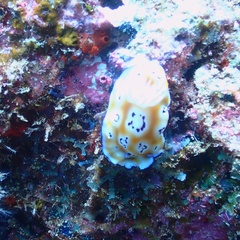 Goniobranchus leopardus