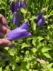 Campanula medium