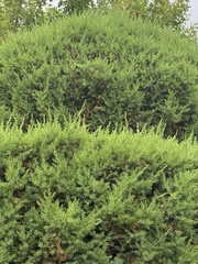Juniperus rigida