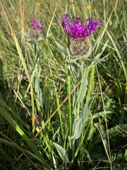 Centaurea uniflora