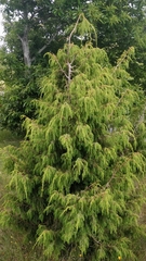 Juniperus cedrus