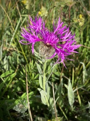 Centaurea uniflora