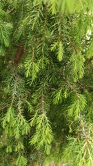 Juniperus cedrus