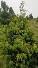Juniperus cedrus