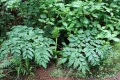 Angelica lignescens