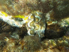 Tridacna noae