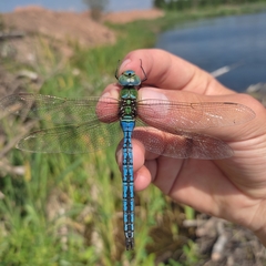 Anax imperator