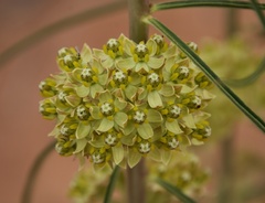 Asclepias rusbyi