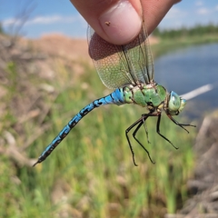 Anax imperator