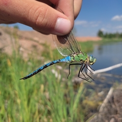 Anax imperator