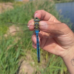 Anax imperator
