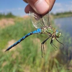 Anax imperator