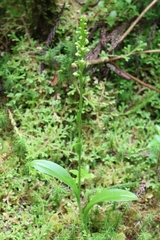 Platanthera pollostantha