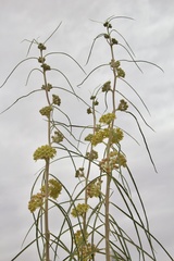 Asclepias rusbyi