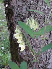 Lathyrus laevigatus