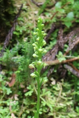 Platanthera pollostantha