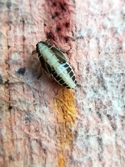 Muellerianella fairmairei