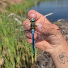 Anax imperator