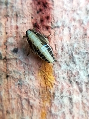 Muellerianella fairmairei