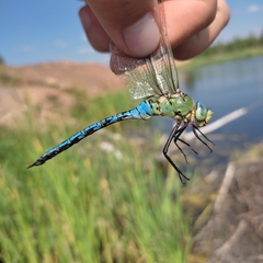 Anax imperator