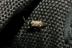 Cremnocephalus alpestris