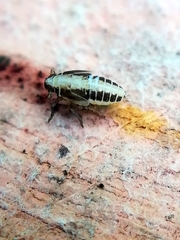 Muellerianella fairmairei