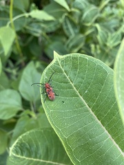 Tetraopes tetrophthalmus