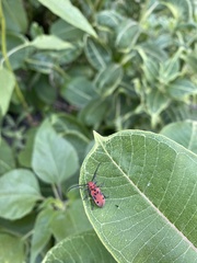 Tetraopes tetrophthalmus
