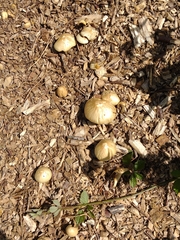 Agrocybe rivulosa