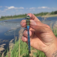 Anax imperator