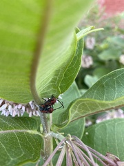 Tetraopes tetrophthalmus