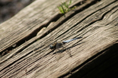Orthetrum cancellatum