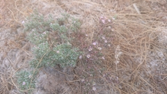 Frankenia pulverulenta