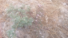 Frankenia pulverulenta