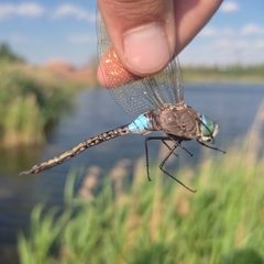 Anax parthenope