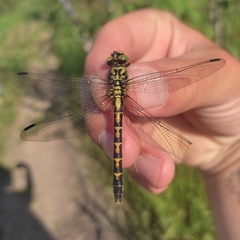 Onychogomphus forcipatus