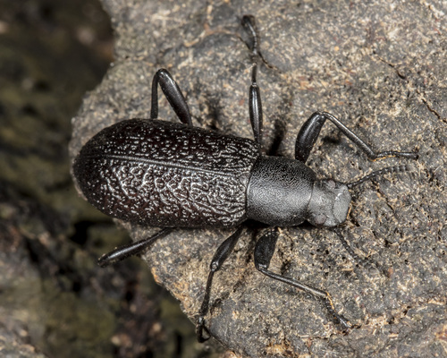 Roughened Darkling Beetle